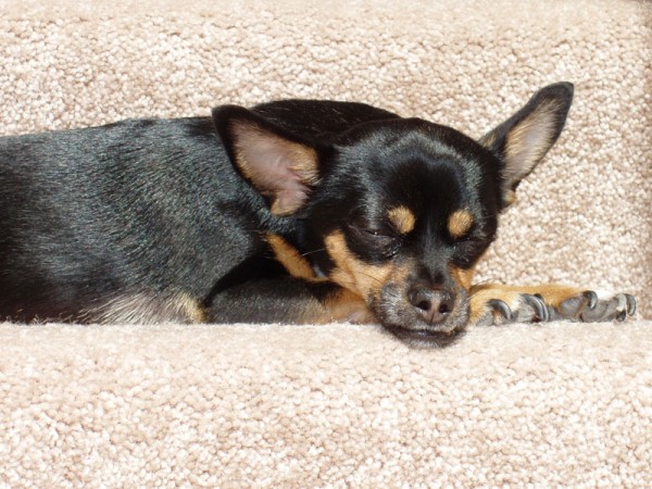 our homie, morgan le fay
